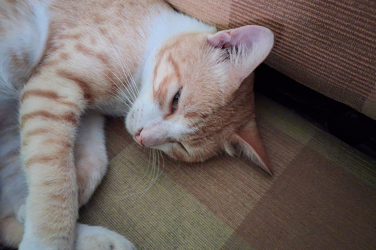 A ginger and white cat asleep on the cushion of a sofa.